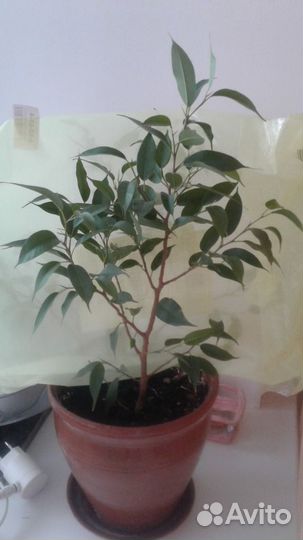 Фиалки,фикусы, мандарин,апельсин