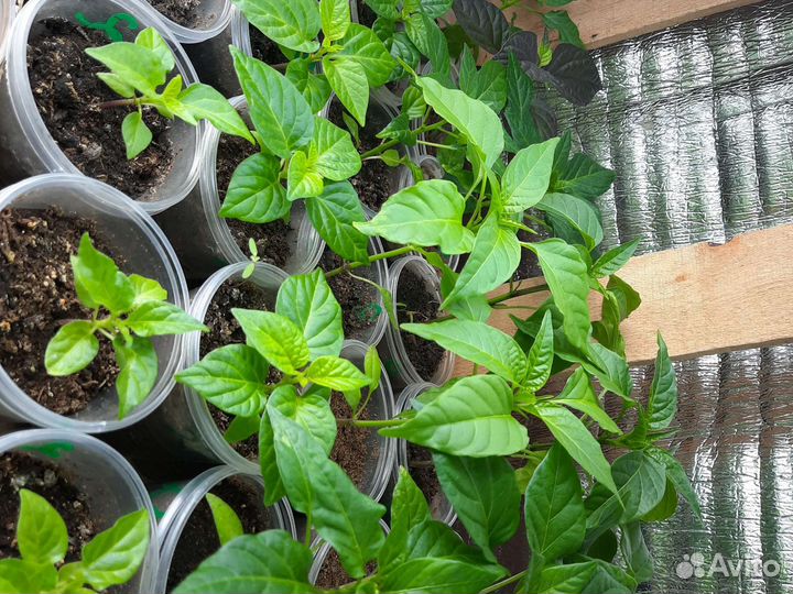 Семена и рассада сверхострых перцев