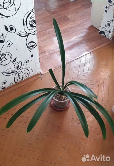 Комнатные растения