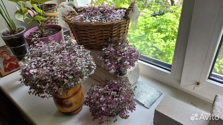 Каллизия розовая пантера