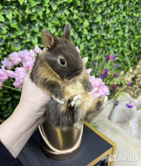 Кролики Царские красивые