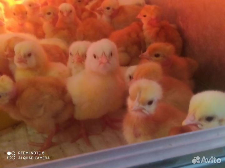 Цыплята голошейка Франция