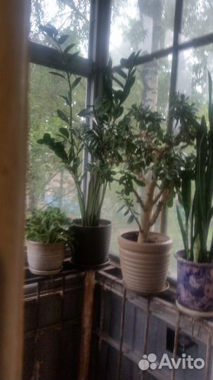 Денежное дерево красула толстянка