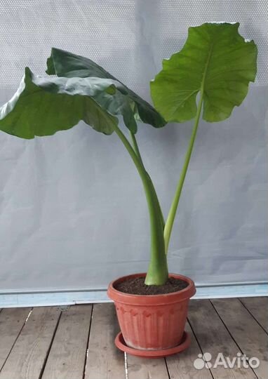 Комнатные растения