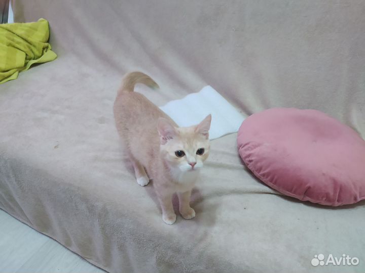 Кошечка в добрые руки
