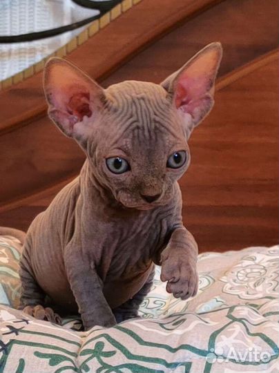 Канадский сфинкс мальчик