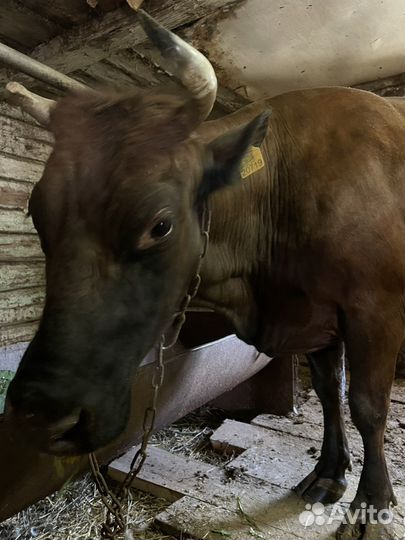 Корова стельная