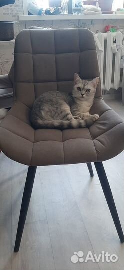 Шотландская кошка