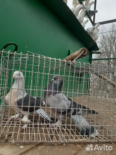 Голуби андижанцы