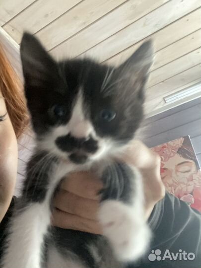 Котята ищут дом