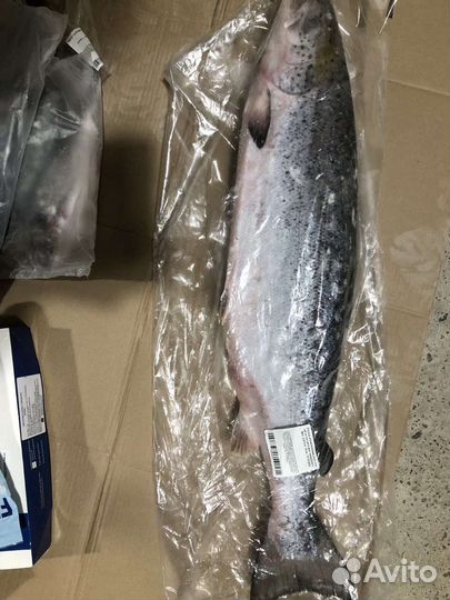 Лосось атлантический (сёмга)