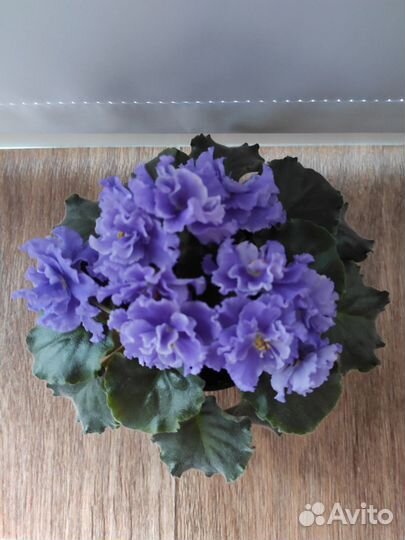 Сортовая фиалка