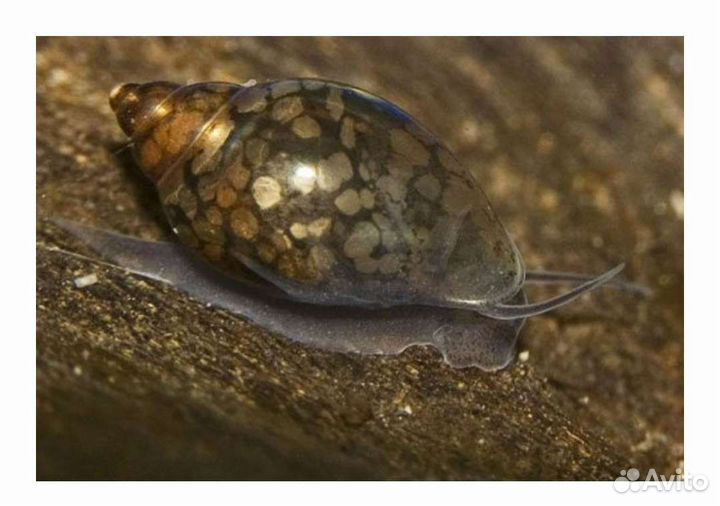 Улитка Физа