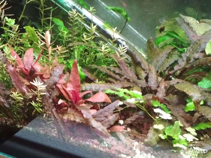 Аквариумные растения