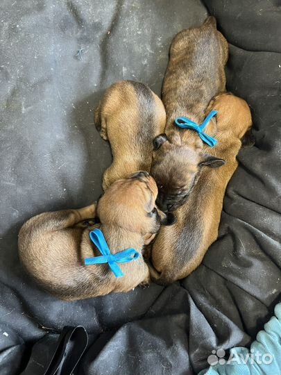 Карликовая такса щенки