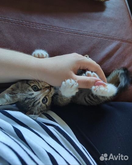 Зоогостиница Передержка собак, кошек и др