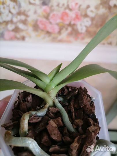 Орхидея фаленопсис подросток