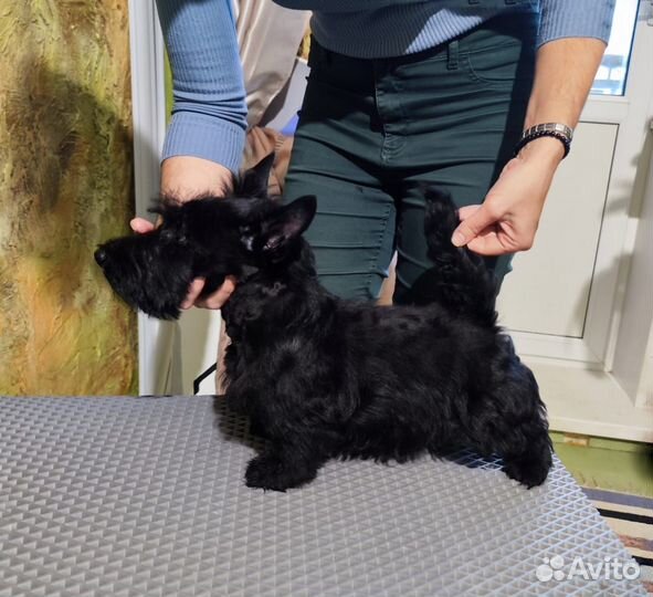 Щенок скотч терьера