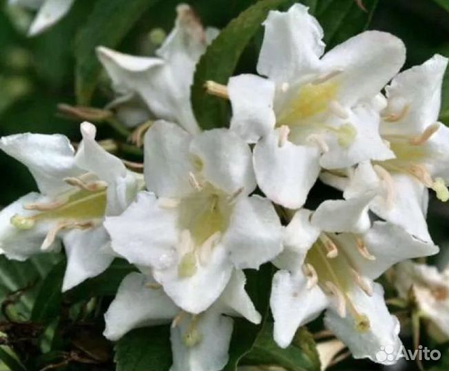 Саженцы декоративных кустарников, вейгела, жасмин