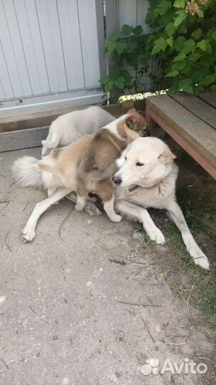 Щенки западно сибирской лайки