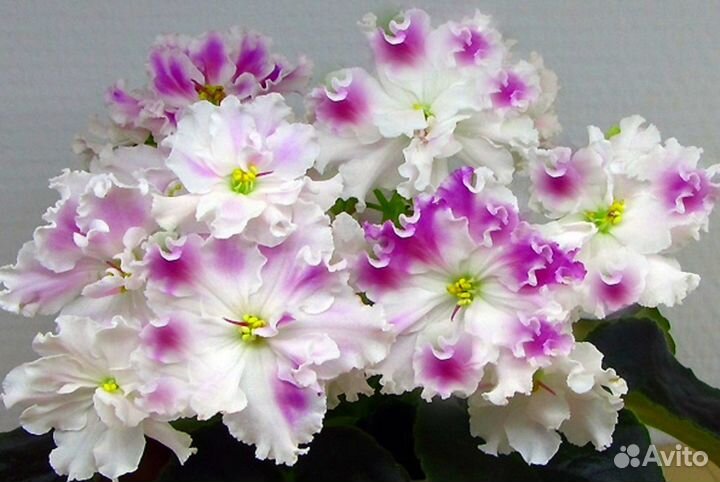 Фиалки в Вашу коллекцию