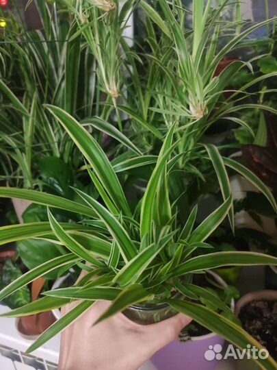 Хлорофитум оушен