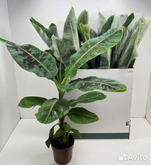 Банан Муса-Банановая пальма D-17/ H-85