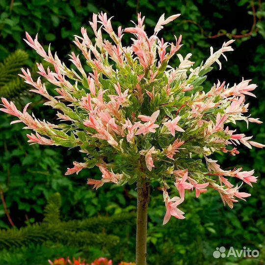 Ива хакуро нишики на штамбе