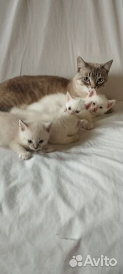 Тайские котята