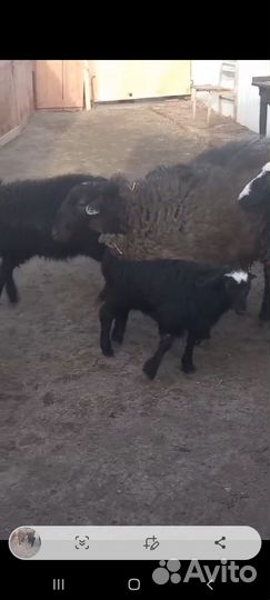 Баран 2 ярки и 2 ягнёнка