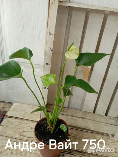 Комнатные цветы растение Антуриум Андре Вайт