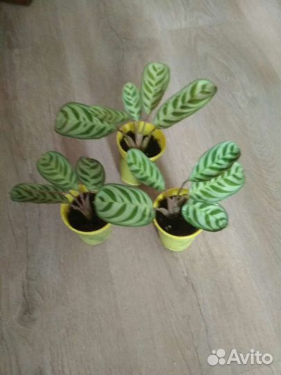 Ктенанта Бурле Маркси