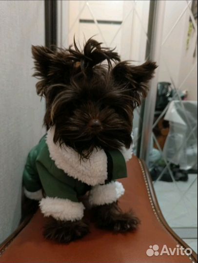 Мини йорк, горький шоколад, вязка