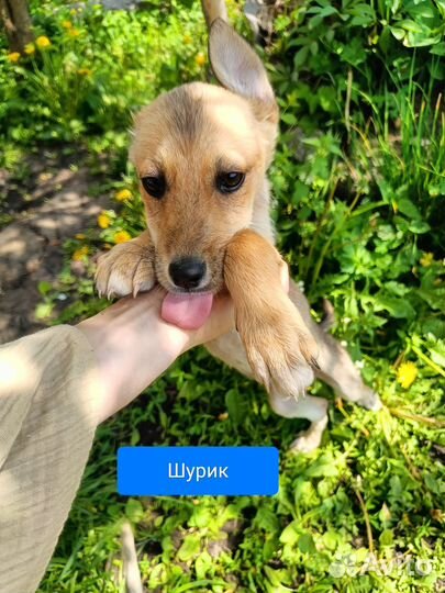 Щенки хаски и овчарки