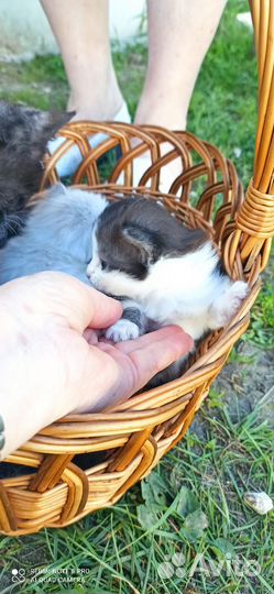 Отдам в надёжные руки хвостика-пушистика