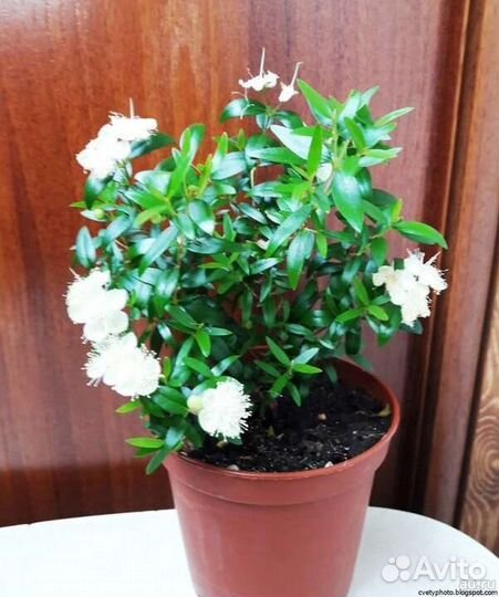 Комнатные растения