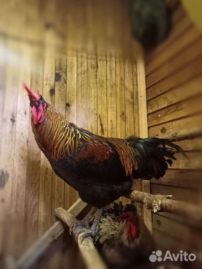 Петух московской чёрной и плимутрок