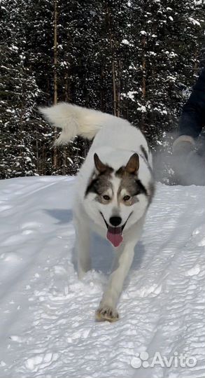 Щенки от рабочих охотничьих всл