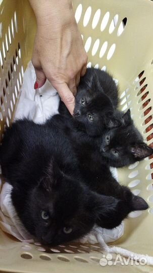 Котята в добрые руки