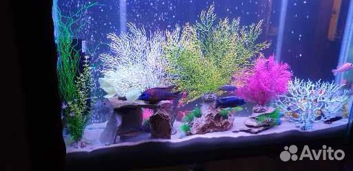 Аквариум 200 Л