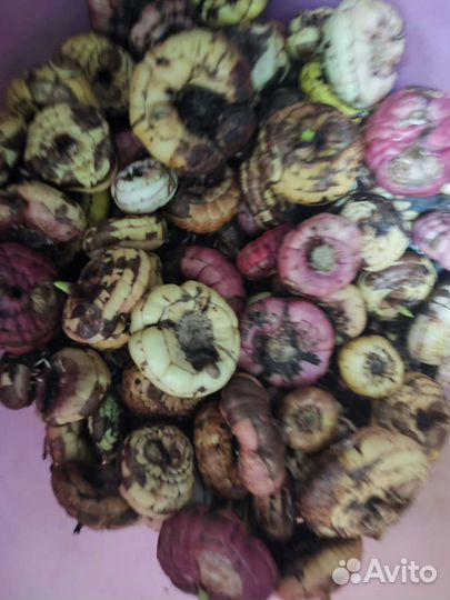 Луковицы гладиолусов