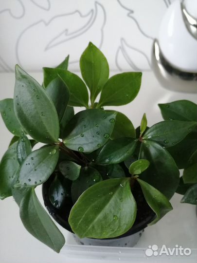 Пеперомия ампельная