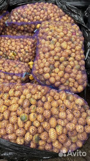 Картофель для животных