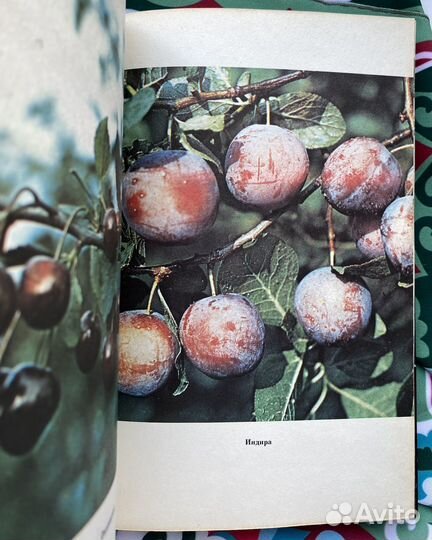 Садоводство (1987) / Практические рекомендации