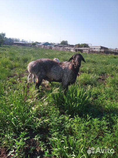 Овцы бараны