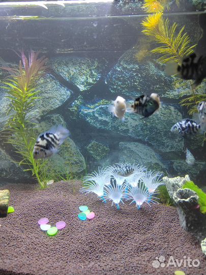 Аквариумные рыбки