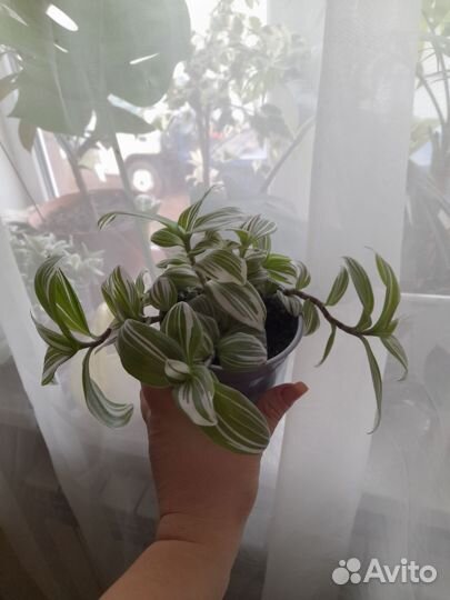 Традесканция