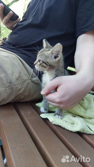 Котёнок кошка