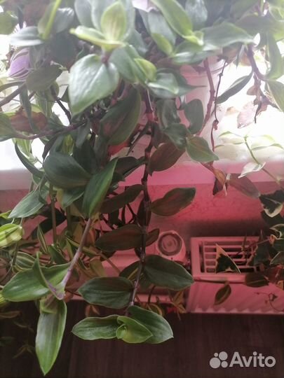 Комнатные цветы отростки