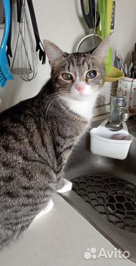 Кошка 10 месяцев